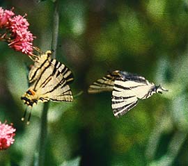 Sydeuropisk svalehale, Iphiclides podalirius. Draguignan, Provence,maj 1987 Fotograf: Lars Andersen