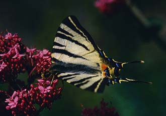 Sydeuropisk svalehale, Iphiclides podalirius. Draguignan, Provence,maj 1987 Fotograf: Lars Andersen