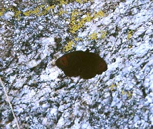 Fjeldrandje, Erebia pandrose. Lac Negre 2400 m, Alps Maritime. juli 1988. Fotograf: Lars Andersen