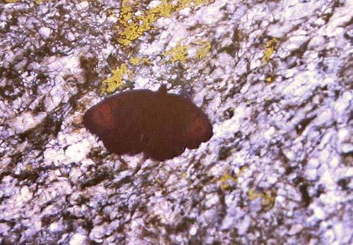 Fjeldrandje, Erebia pandrose. Lac Negre 2400 m, Alps Maritime. juli 1988. Fotograf: Lars Andersen