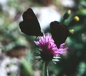 Erebia medusa? La Madonna de Fenestre,1600 m.h. Alps Maritime, Sydfrankrig. Juli 1988. Fotograf: Lars Andersen