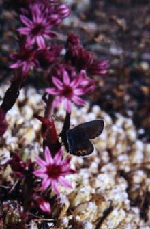 Argusblåfugl, Plebejus argus. La Madonna de Fenestre, 1900 m.h. Alps Maritime. Sydfrankrig. Juli 1988. Fotograf: Lars Andersen