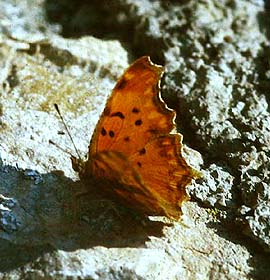 Det hvide Y, Polygonia egea. La Gaude, Provence, Alps Maritime. Maj 1987. Fotograf Lars Andersen