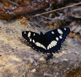 Sydlig hvid admiral, Limenitis reducta. La Gaude, Alps Maritime, Sydfrankrig. Maj 1987. Fotograf: Lars Andersen