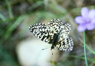 Zerynthia rumina, Cortignac, Provence. Medio maj 1987. Fotograf: Lars Andersen