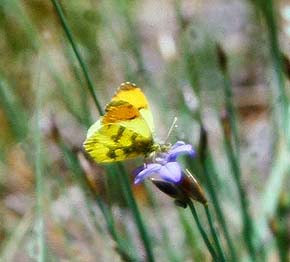 Gul Aurora  Anthocharis belia, han. Draguignan, Provence,maj 1987 Fotograf: Lars Andersen