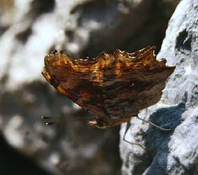 Det hvide Y, Polygonia egea. La Gaude, Alps Maritime, Sydfrankrig. Maj 1987. Fotograf: Lars Andersen