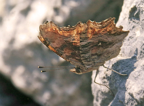 Det hvide Y, Polygonia egea. La Gaude, Alps Maritime, Sydfrankrig. Maj 1987. Fotograf: Lars Andersen