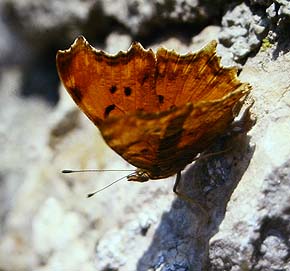 Det hvide Y, Polygonia egea. La Gaude, Alps Maritime, Sydfrankrig. Maj 1987. Fotograf: Lars Andersen