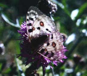 Apollo, Parnassius apollo ssp.: provincialis (Kheil, 1906). La Madona de Fenestre, 1400 m.h. Alps Maritime. Sydfrankrig Medio juli 1988. Fotograf: Lars Andesen