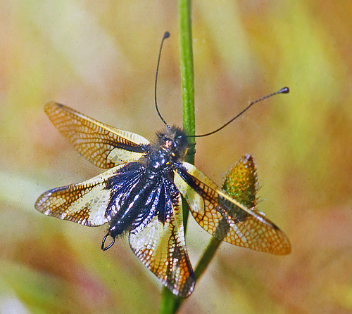 Sommerfuglelve, Libelloides coccajus. La Gaude, Provence, Alpes Maritimes, Frankrig Maj 1987. Fotograf; Lars Andersen