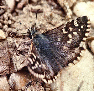 Sydlig Spttet Bredpande, Pyrgus malvoides. Provence, maj 1987. Fotograf: Lars Andersen