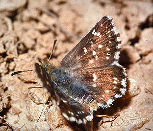 Bibernellebredpande, Spialia sertorius. Provence, maj 1987. Fotograf: Lars Andersen