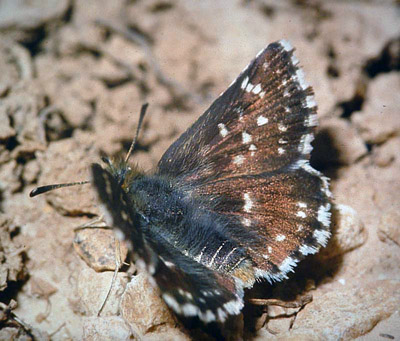 Bibernellebredpande, Spialia sertorius. Provence, maj 1987. Fotograf: Lars Andersen