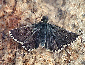 Pyrgus cacaliae. lac Negre, 2400 m.h. Alps maritime, Sydfrankrig. juli 1988. Fotograf: Lars Andersen