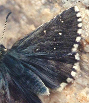 Mrkegr Alpebredpande, Pyrgus cacaliae. Lac Negre, 2400 m.h. Alps maritime, Sydfrankrig. juli 1988. Fotograf: Lars Andersen