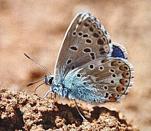 Adonisblfugl, Lysandra bellargus, Draguignan, Provence,maj 1987. Fotograf: Lars Andersen