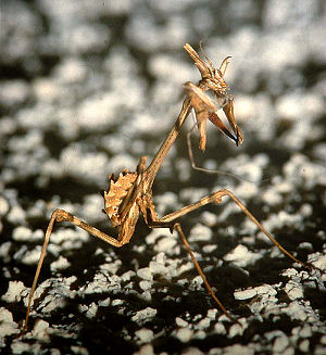 Mantis Diable,  Provence's Djvle, La Gaude, Alps Maritime, juli 1988 Fotograf: Lars Andersen