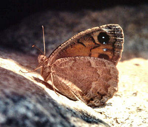 Satyrus ferula. Alps Maritime, Sydfrankrig. Medio juli 1988. Fotograf: Lars Andersen