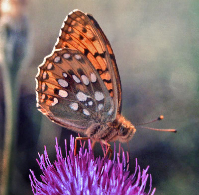 Markperlemorsommerfugl, Argynnis aglaja. La Madonna de Fenestre, 1500 m. Alps Maritime, juli 1988. Fotograf: Lars Andersen