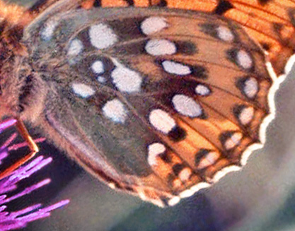 Markperlemorsommerfugl, Argynnis aglaja. La Madonna de Fenestre, 1500 m. Alps Maritime, juli 1988. Fotograf: Lars Andersen