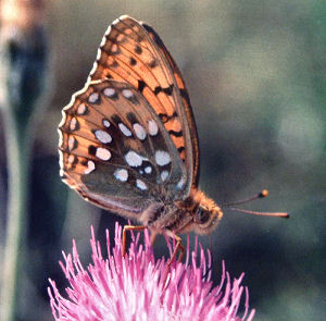 Markperlemorsommerfugl, Argynnis aglaja. La Madonna de Fenestre, 1500 m. Alps Maritime, juli 1988. Fotograf: Lars Andersen