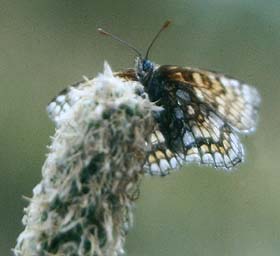 Mørk pletvinge, Melitaea diamina. Alps Maritime, Sydfrankrig. juli 1988. Fotograf: Lars Andersen