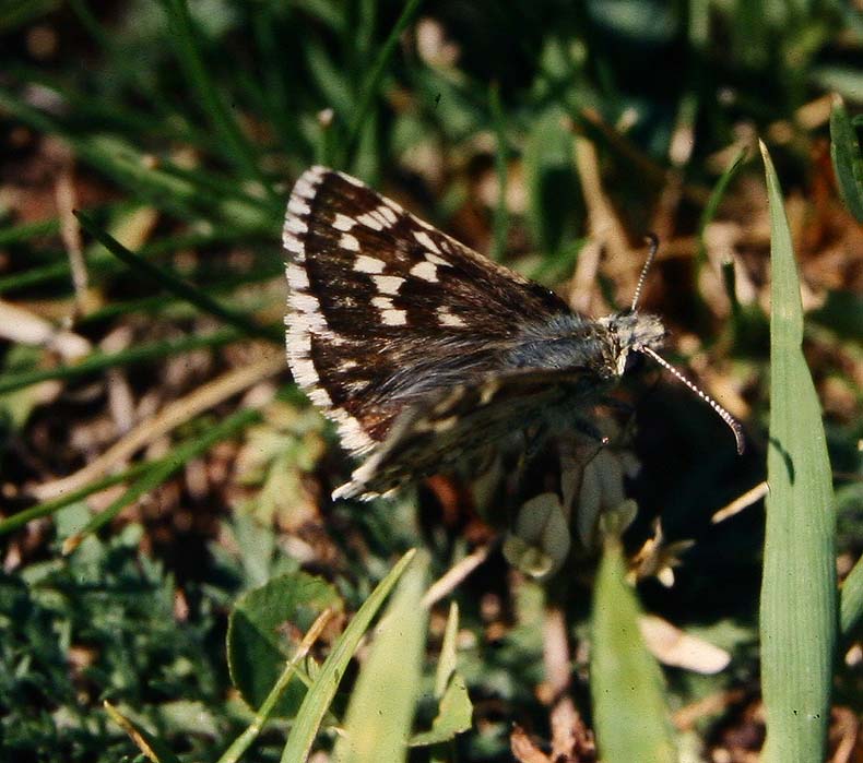 Pyrgus onopordi. La madonna de fenestre, 1900 m.h. Alps maritime, Sydfrankrig. juli 1988. Fotograf: Lars Andersen