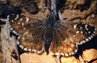 Skrbredpande, Pyrgus serratulae. Cortignac, Provence. Maj 1987. Fotograf: Lars Andersen