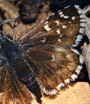 Skærbredpande, Pyrgus serratulae. Cortignac, Provence. Maj 1987. Fotograf: Lars Andersen