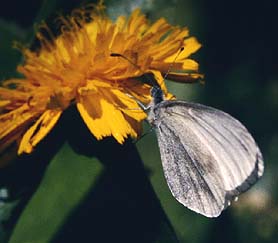 Skovhvidvinge. Leptidea sinapis. Mittlandsskogen, land, Sverige. Medio juni 1986. Fotograf: Lars Andersen