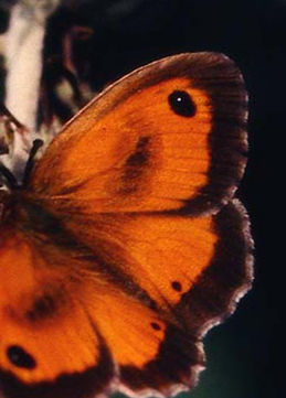 Buskrandøje, Pyronia tithonus. Alps Maritime, Sydfrankrig. Juli 1988. Fotograferet på Zoologisk museum d. 9/11 2006 Fotograf: Lars Andersen
