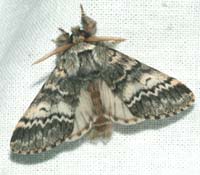 Drymonia ruficornis. Asserbo plantage d. 5 maj 2004