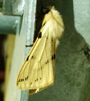 Gul Tigerspinder, Spilosoma lutea, H/F Vennelyst d. 24 maj 2004