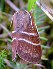 Brombærspinder. Alvaret, Øland, Sverige. 16 juli 2004