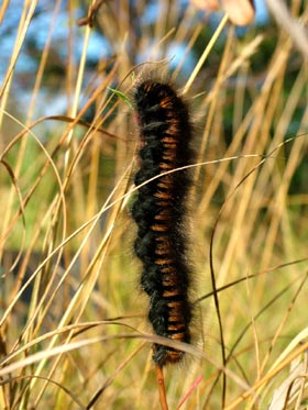 Brombærspinder larve, Melby Overdrev d. 12 Oktober. Fotograf: Lars Andersen