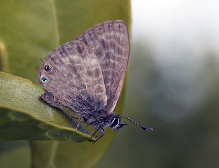 Lille Vandreblåfugl, Leptotes pirithous. Silves, Algarve. Portugal. d. 28 Januar 2011. Fotograf: Lars Andersen