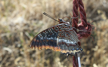 Pasha, Charaxes jasius. Kroatien d. 2 Oktober 2011. Fotograf: Lars . Brandt