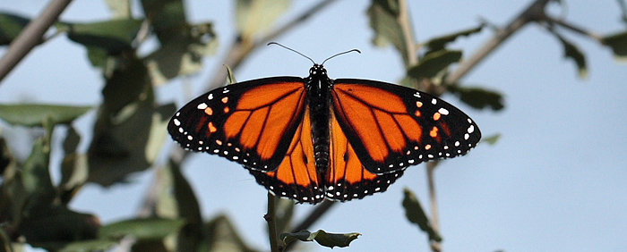 Monark, Danaus plexippus (Linnaeus, 1758). Silves, Algarve, Portugal d 28 January 2011. Photographer; Lars Andersen