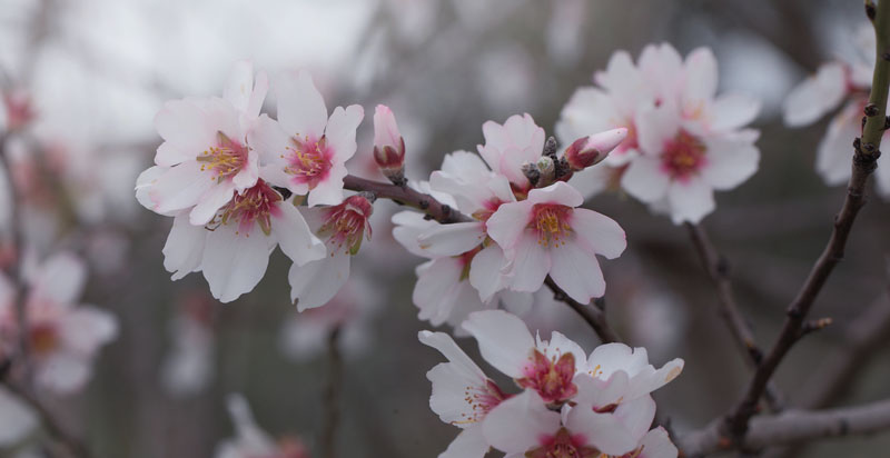 Mandel, Prunus dulcis. Vale da Lama, Silves, Algarve, Portugal d. 26 januar 2011. Fotograf: Lars Andersen