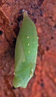 Vejrandje, Lasiommata megera puppe. Silves, Algarve, Portugal d 25 January 2011. Photographer; Lars Andersen