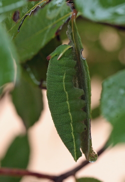 Charaxes jasius. Fonte da Benemola, Algarve, Portugal d 26 January 2011. Photographer; Lars Andersen