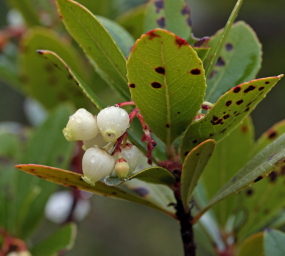 The flowering Strawberry Tree, Arbutus unedo. Fonte da Benemola, Algarve, Portugal d 26 January 2011. Photographer; Lars Andersen