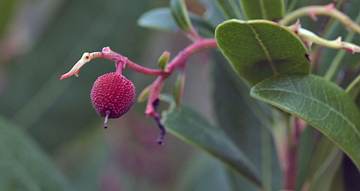 The Strawberry Tree, Arbutus unedo berry.Fonte da Benemola, Algarve, Portugal d 26 January 2011. Photographer; Lars Andersen