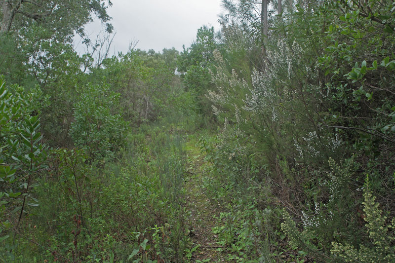 Trlyng, Erica arborea. Falacho, Silves, Algarve, Portugal d. 22 januar 2011. Fotograf: Lars Andersen