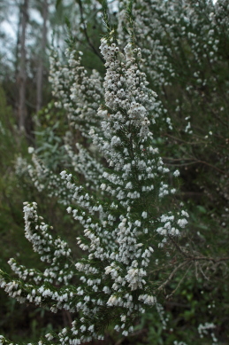 The tree heath (Erica arborea). Evergreen treelike Mediterranean shrub having fragrant white flowers in large terminal panicles and hard woody roots used to make tobacco pipes. Fonte da Benemola, Algarve, Portugal d 26 January 2011. Photographer; Lars Andersen