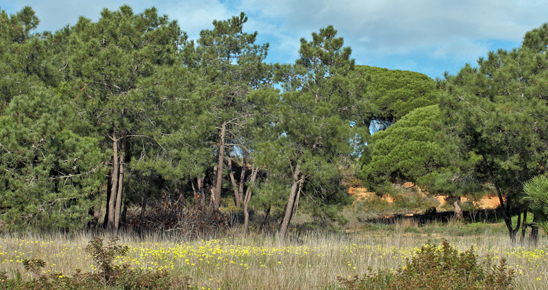 Ria Formosa, Faro, Algarve, Portugal d 27 January 2011. Photographer; Lars Andersen