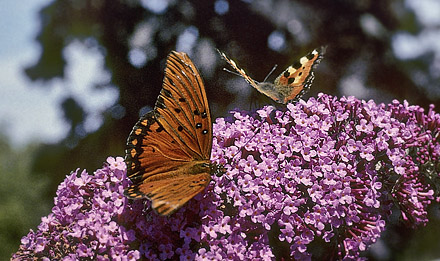 Gulf Fritillary, Agraulis vanillae. Nexø, Bornholm, Denmark d. 3 august 2003. Photographer; Tom Nygaard Kristensen