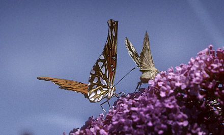Gulf Fritillary, Agraulis vanillae. Nexø, Bornholm, Denmark d. 3 august 2003. Photographer; Tom Nygaard Kristensen