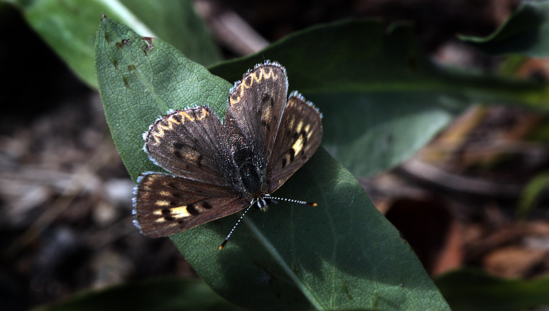 Dorcas Copper, Lycaena dorcas. Yellowstone Nat. Park, Wyoming, USA d. 14  august 2012. Photographer; Henrik S. Larsen